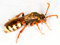 Nomada lathburiana